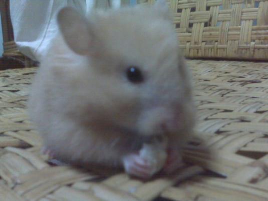 Cute Cat: Gold the Teddy-Bear Hamster