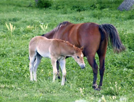 Cute Cat: Cute Horse Colts