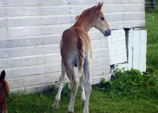 Cute Cat: Cute Horse Colts