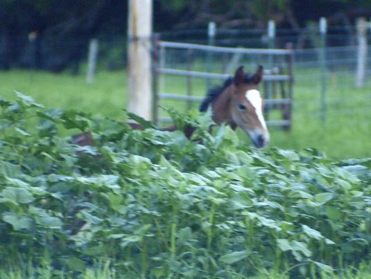 Cute Cat: Cute Horse Colts