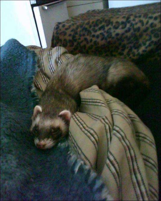 Cute Cat: Nico the Ferret