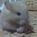 Cute Cat: Gold the Teddy-Bear Hamster