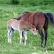 Cute Cat: Cute Horse Colts