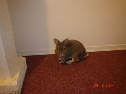 Cute Cat: Hershey the Gray Rabbit