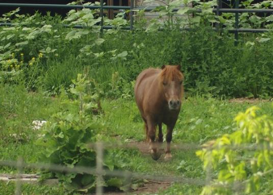 Cute Cat: It&#039;s a Mini Horse!