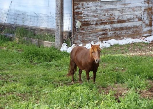 Cute Cat: It&#039;s a Mini Horse!