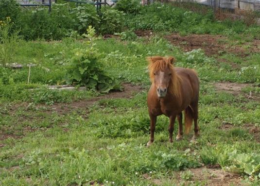 Cute Cat: It&#039;s a Mini Horse!