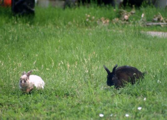 Cute Cat: Cute Bunnies