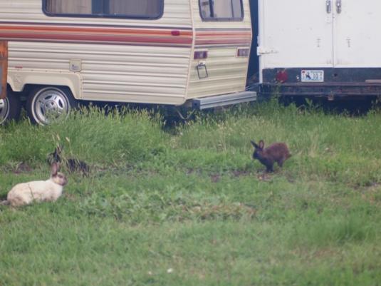 Cute Cat: Cute Bunnies